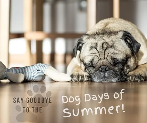 dog days of summer are over