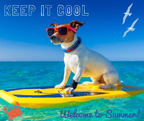 dog with sunglasses on a surfboard in the water