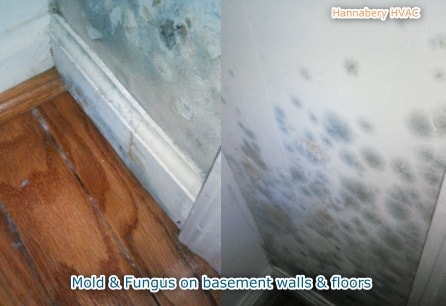 mold and fungus on walls and floors