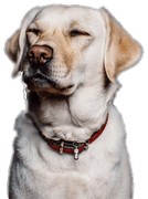 Pet-Friendly Policy Dog