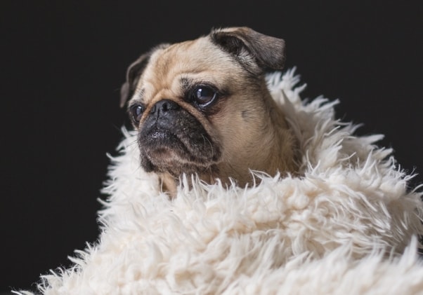 Pet sales dander neutralizer